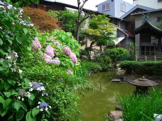池の周りにあじさいが映える