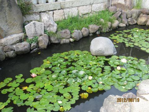 pic 05 sumadera 13 kubiarai