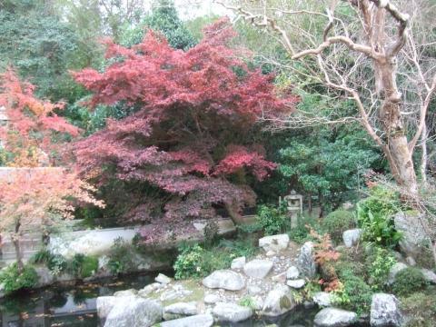 pic 06 taimadera 74 fall garden