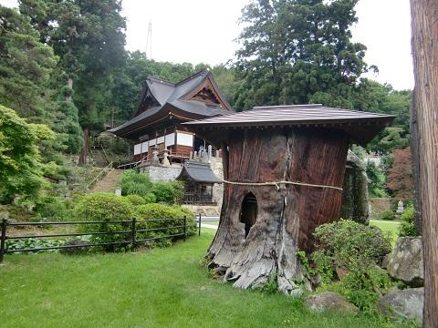 pic 14 hasedera 02 god tree